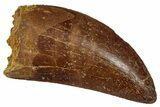 Serrated, Carcharodontosaurus Tooth - Real Dinosaur Tooth #341271-1